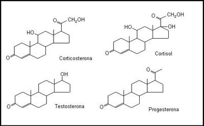 Lipidos esteroides ejemplos