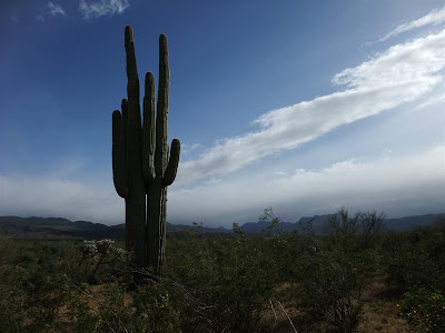 saguaro cactus, arizona, desert