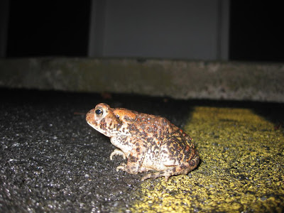 toad in parkinglot, brown, tan