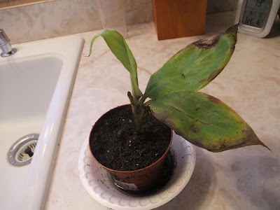 banana tree, ordered online from amazon, came dead in a box