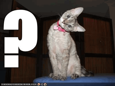 Cat Asking Question