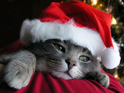 gato+navidad.jpg
