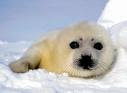 Oso polar