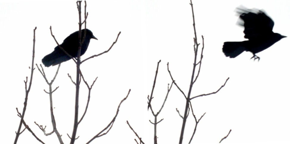 [crow+collage.jpg]