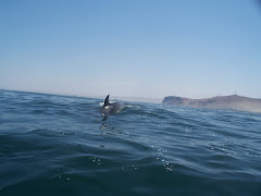 Delfines y Chinchorro Expediciones