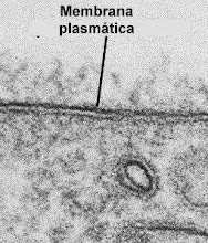 Fotografía de microscopio electrónico de la membrana plasmática
