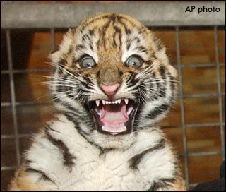 baby_tiger_surprised_face.jpg