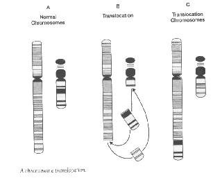 [translocation.gif]