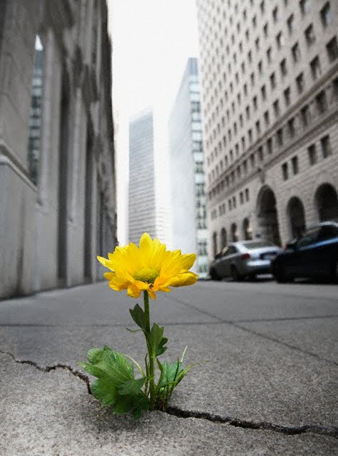 Flower in a Sidewalk