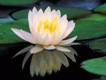 Flor de loto, símbolo del crecimiento espiritual