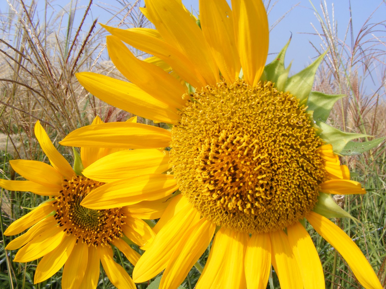 [Sunflower.JPG]