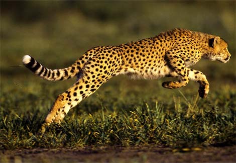 cheetah fast