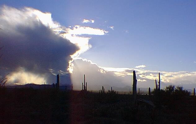 Desert Crone