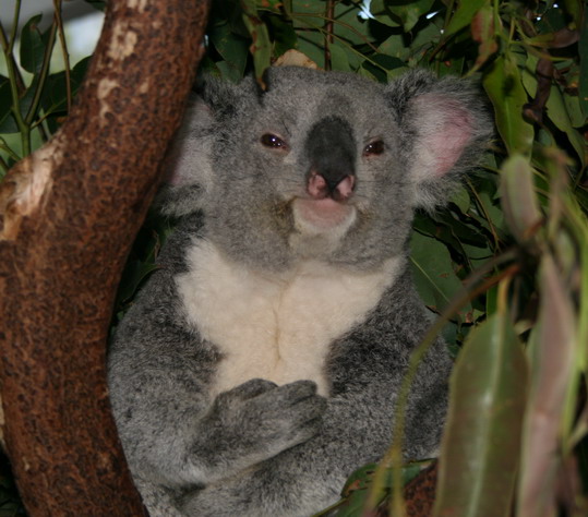 [koala6.jpg]
