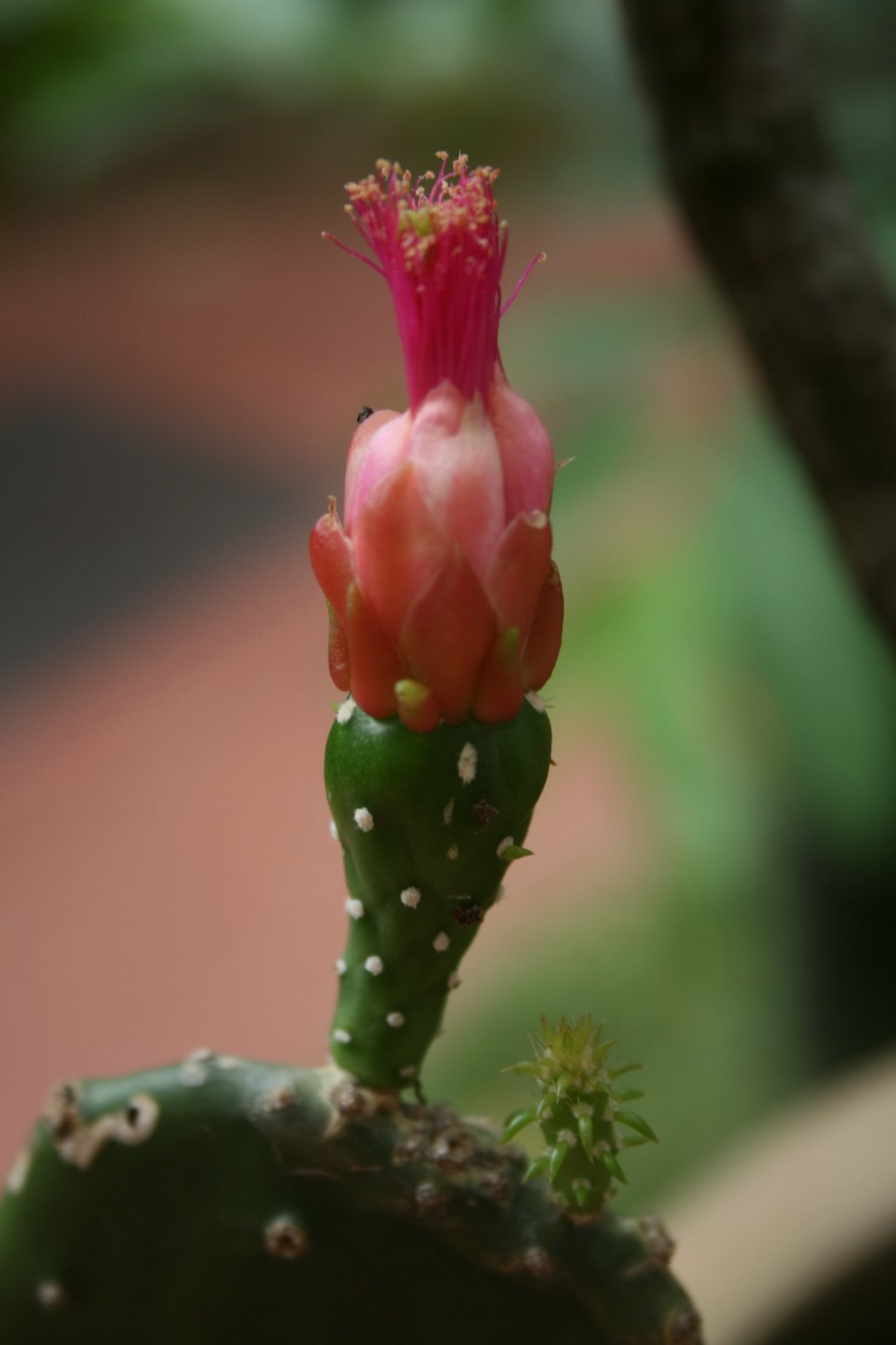 [cactusflower.jpg]