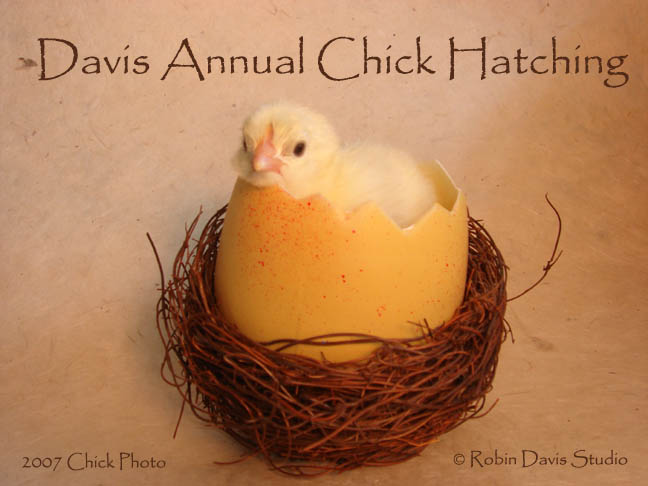 daviseasterchicks