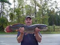 Bowfin Dissection