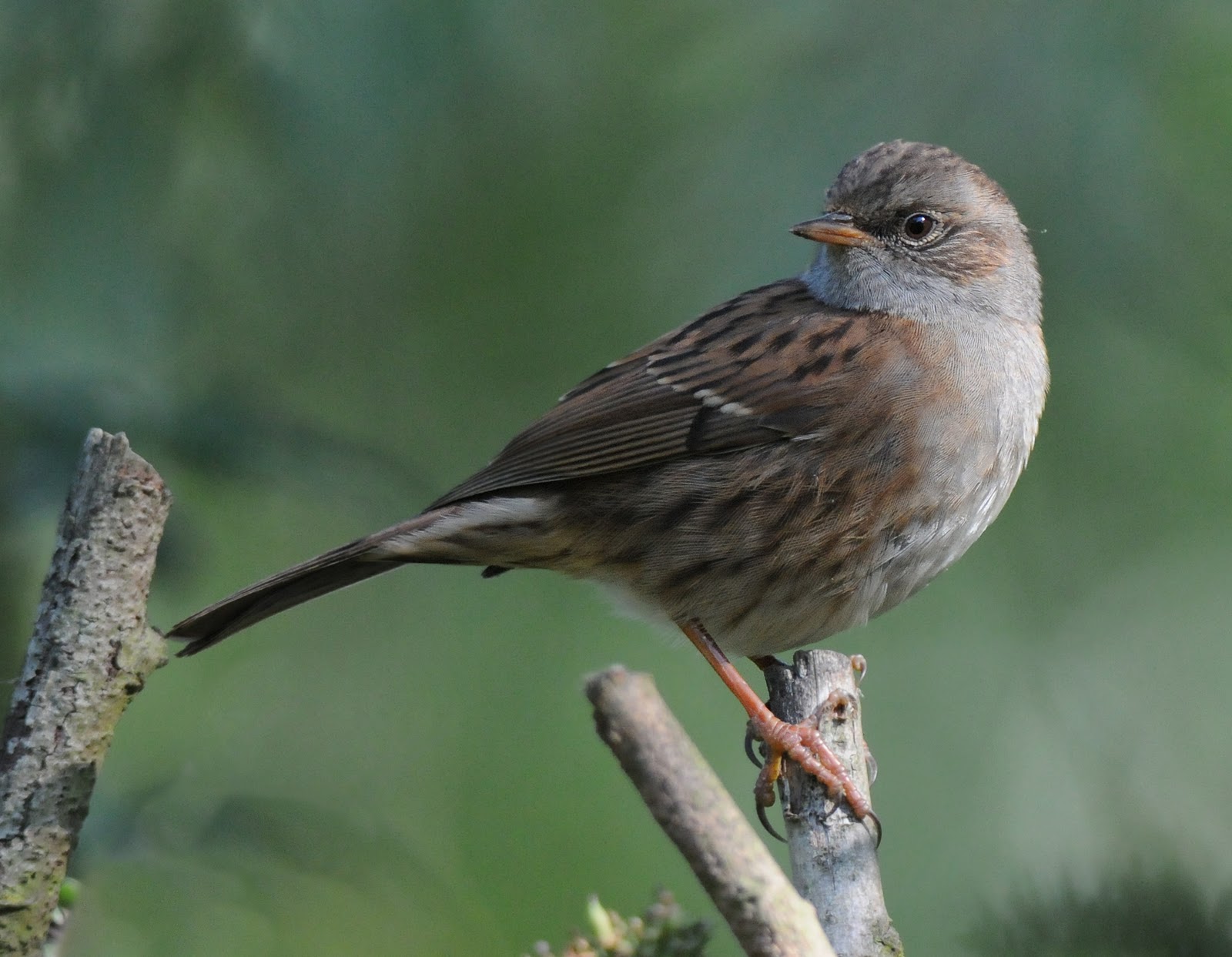 Is that a dunnock? - Big Garden Birdwatch - Big Garden Birdwatch - The