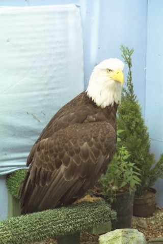 [eagle.jpg]
