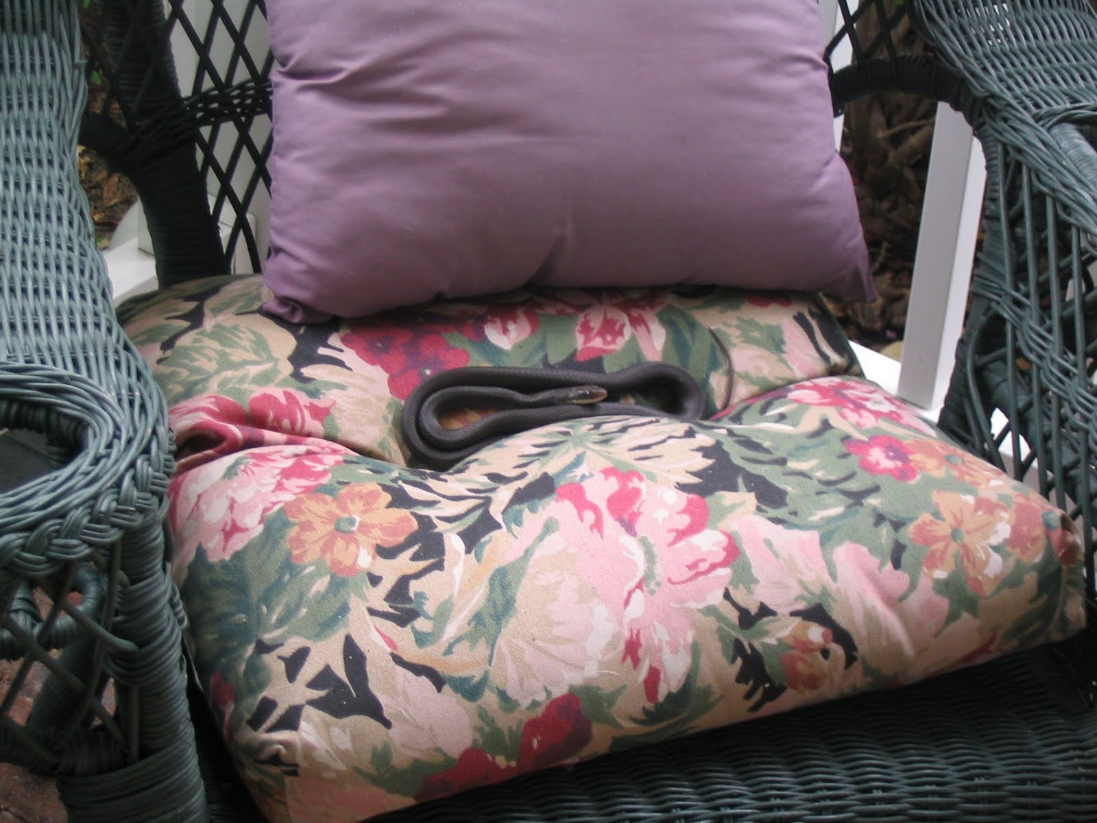 [Herman+the+snake.jpg]