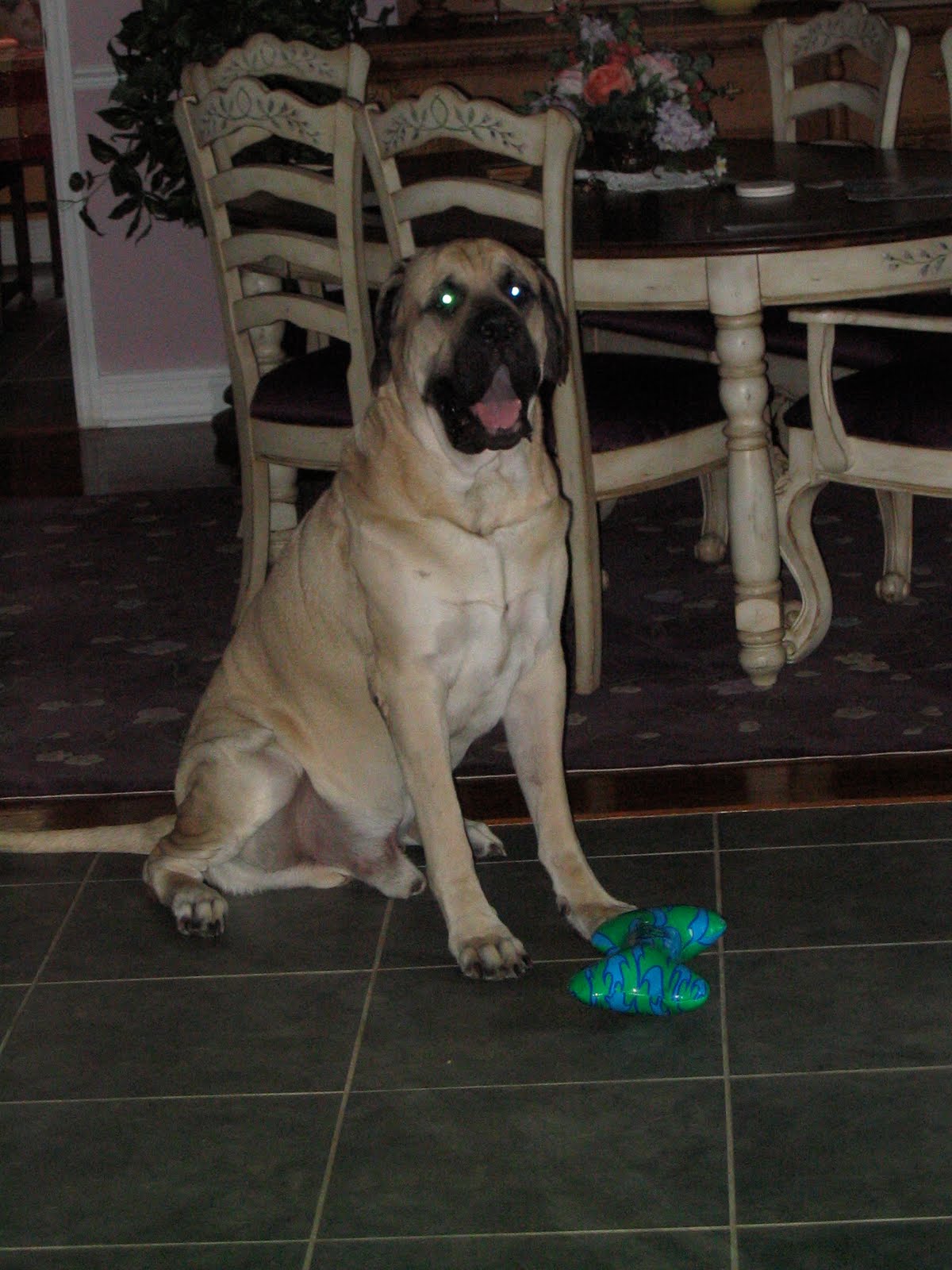 [Charley+and+bone.jpg]