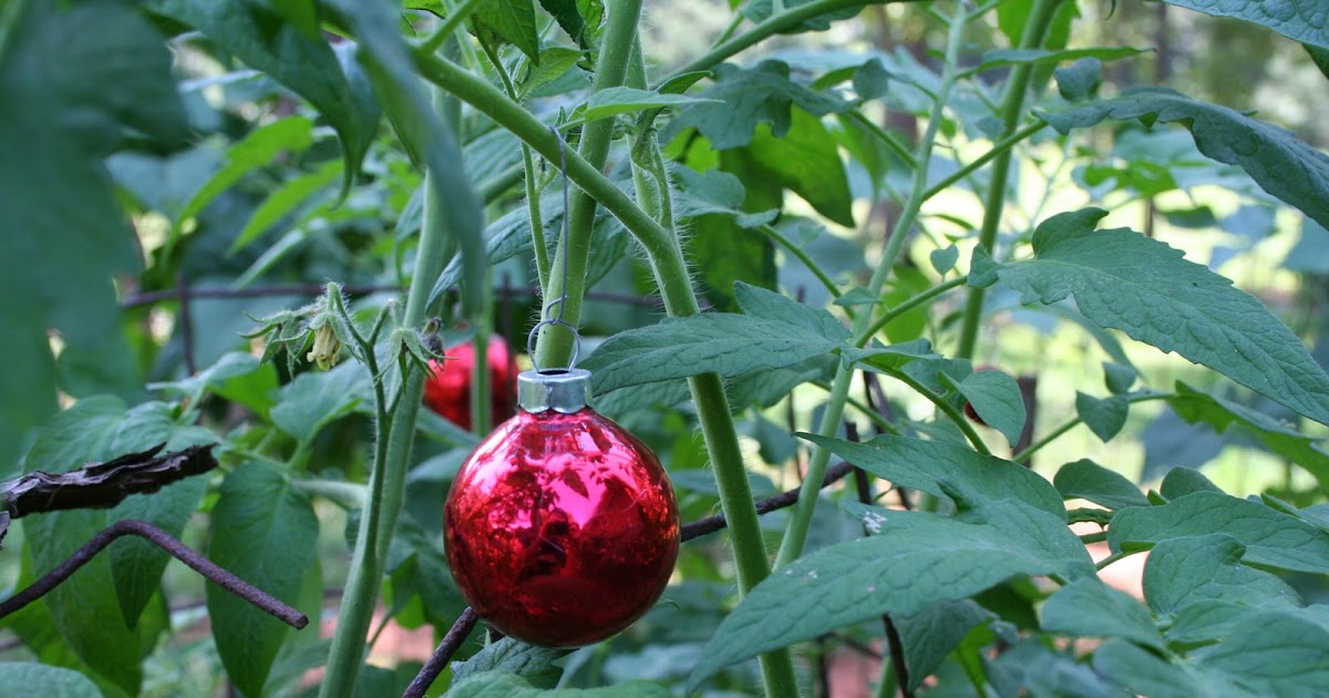 Life in the Middle keeping birds away from tomatoes