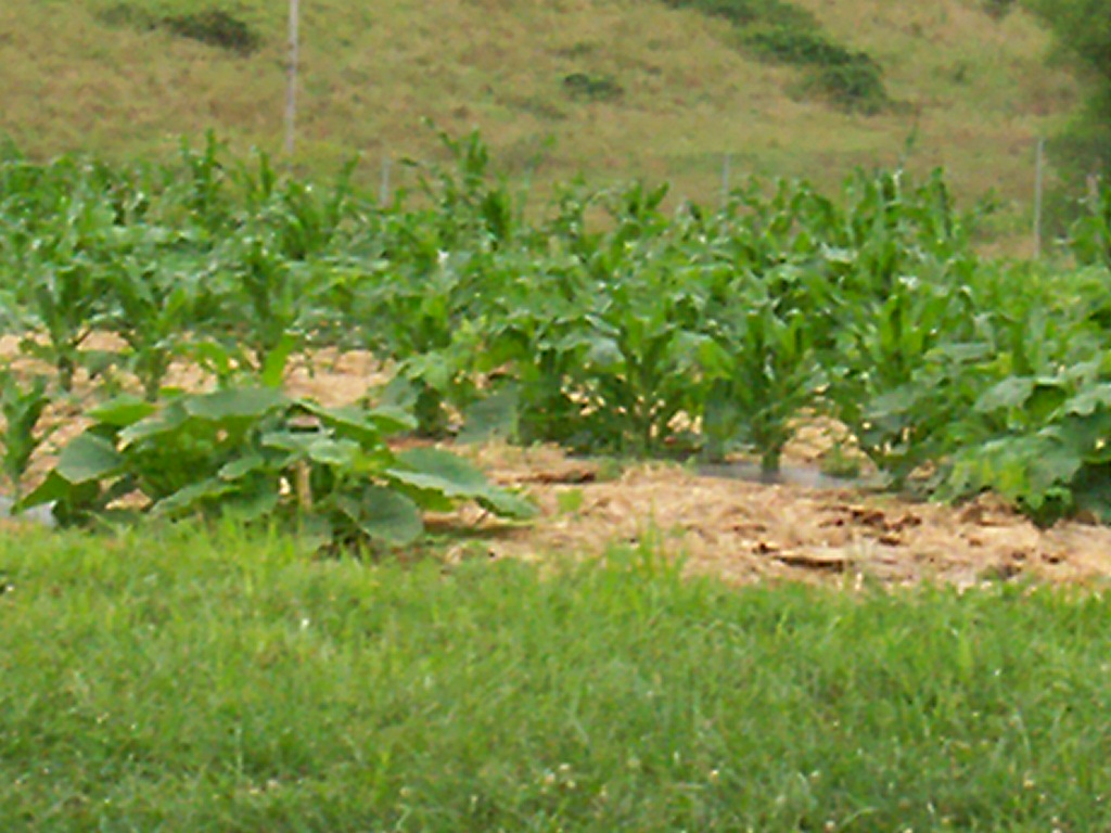 [Steve+on+the+farm+009.jpg]