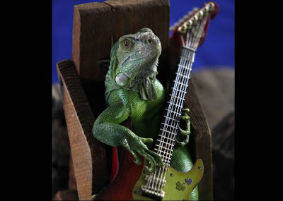 Iguana Guitarrista!! Iguana+Tocando+Guitarra+2