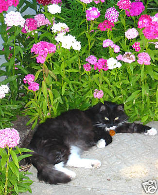 Sweet William Flowers Perennial