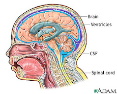 Anotomy of head