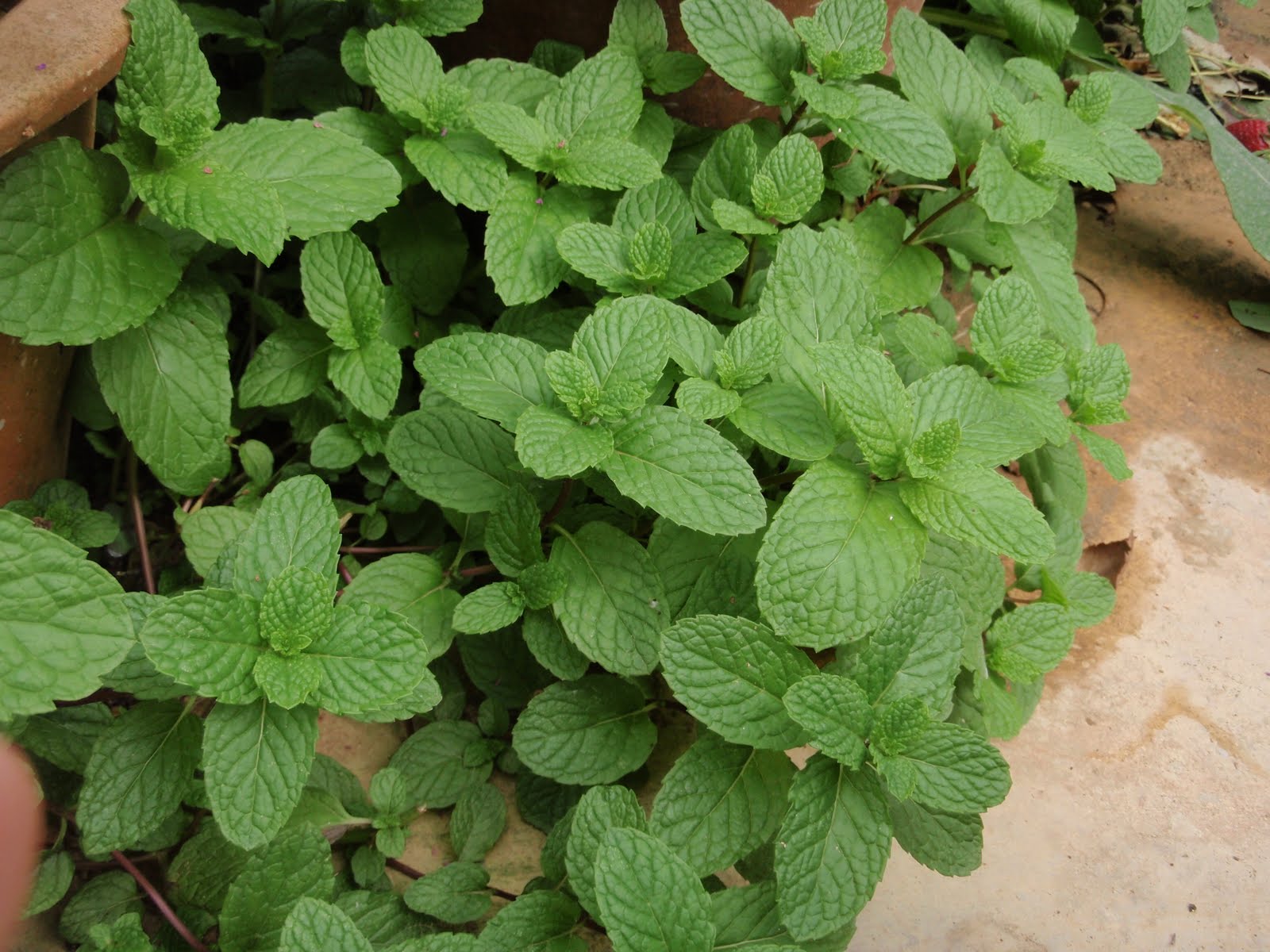 Pudina Leaf