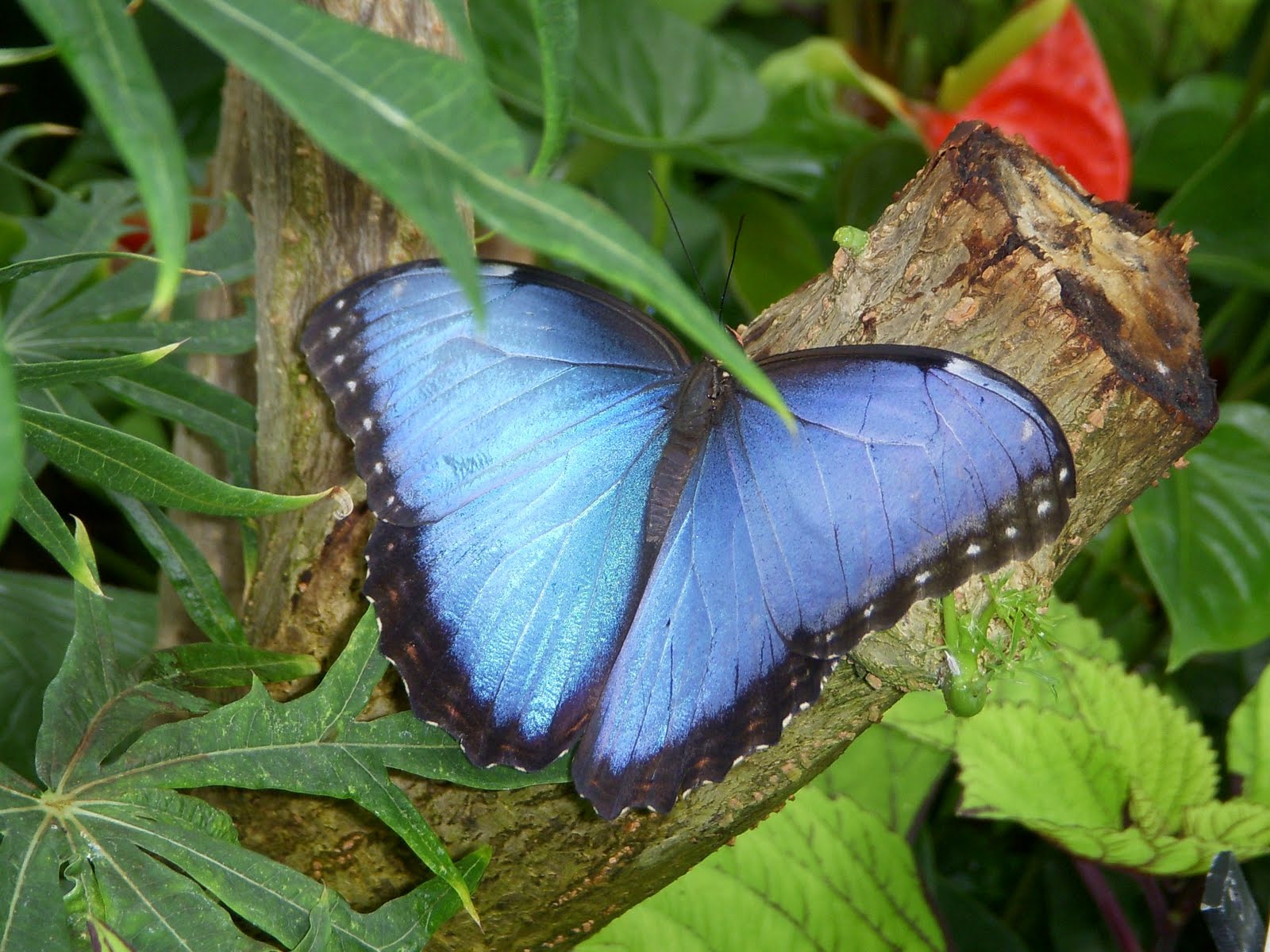 Blue Morpho