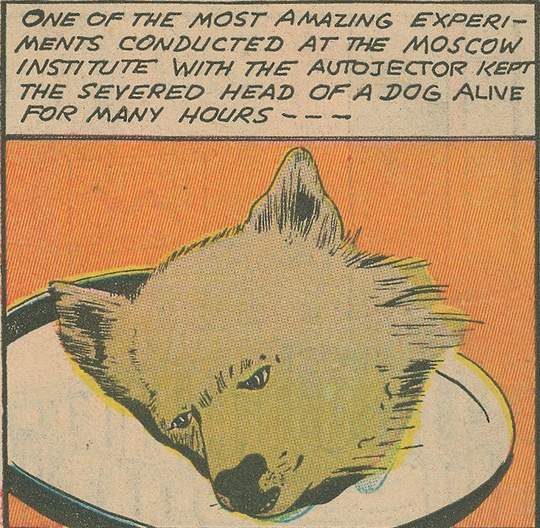 [Brukhonenko's+dog+1.jpg]