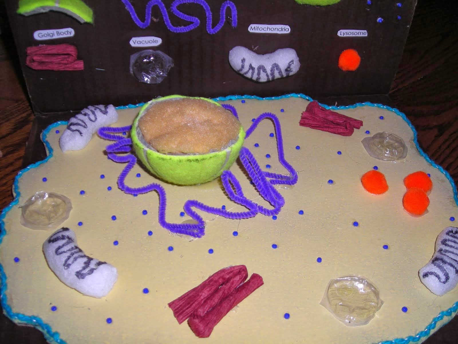 Plant and animal cell model picture