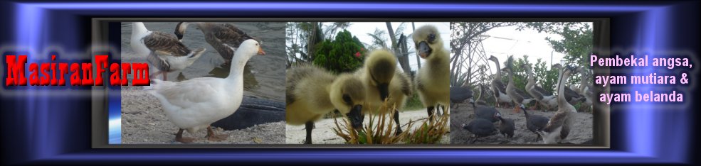 masiranfarm - Goose, Guinea Fowl & Turkey
