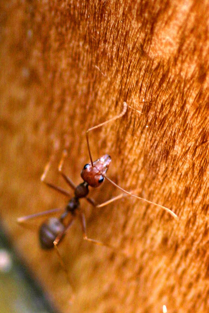 Mini Ant