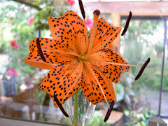 Tiger Lily