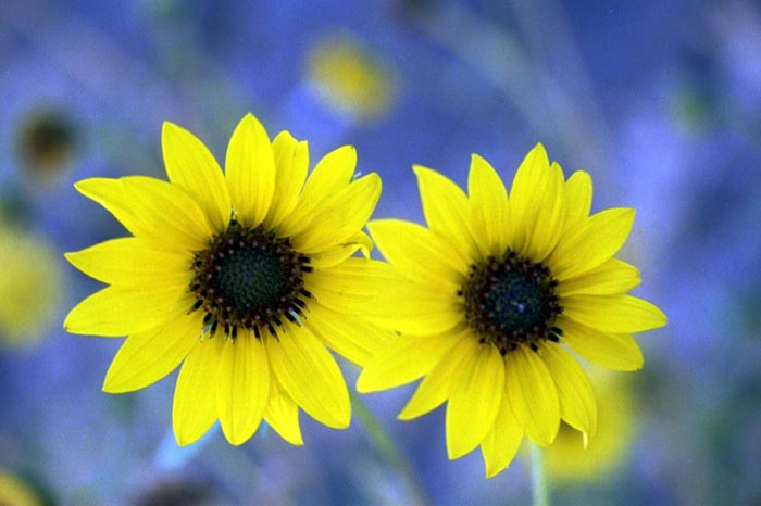 [flowers_2+062.jpg]