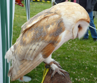Barn Owl