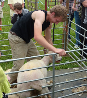 Sheep shearing