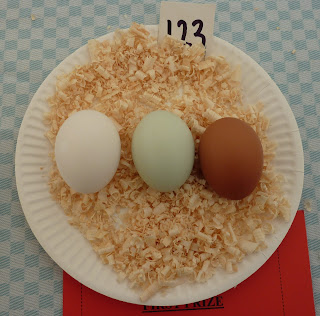 Clever chicken - prizewinning eggs