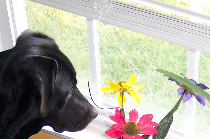 [dog-sniffing-flowers.jpg]