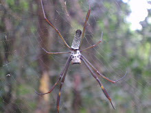 Araignée Tête de mort