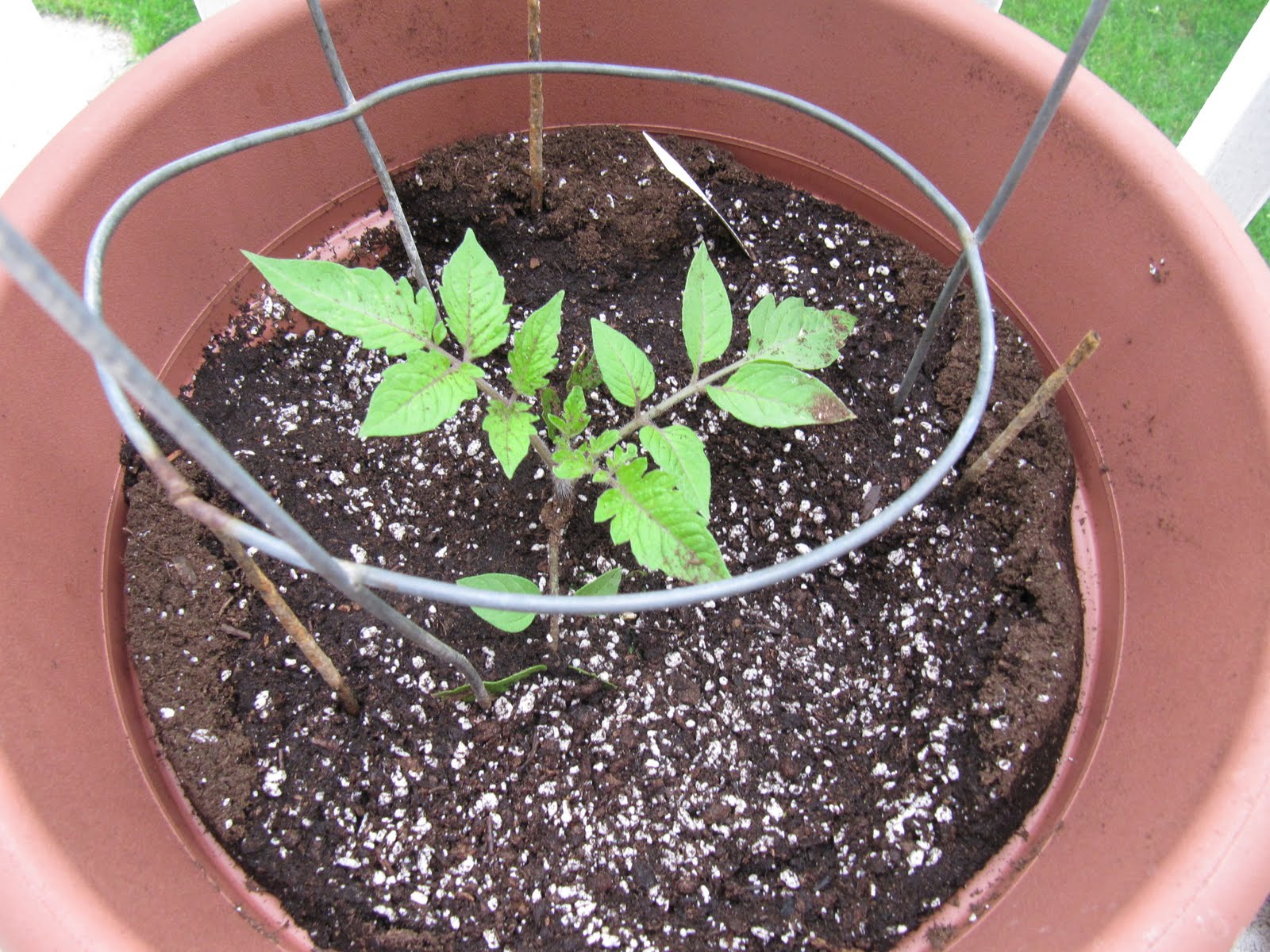 Cook Fresh Live Happy So I�m not a Master gardening guru&hellip;.