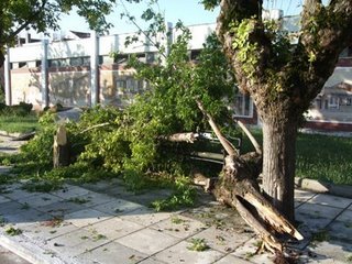 http://1.bp.blogspot.com/_XZJuAdcsu8o/SloAI3cZFyI/AAAAAAAABZ0/xgYCIJg7eyQ/s1600/dendra.jpg