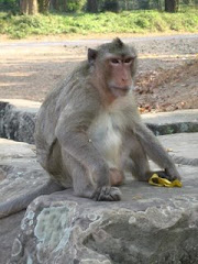 The Monkey Inside Angkor Wat