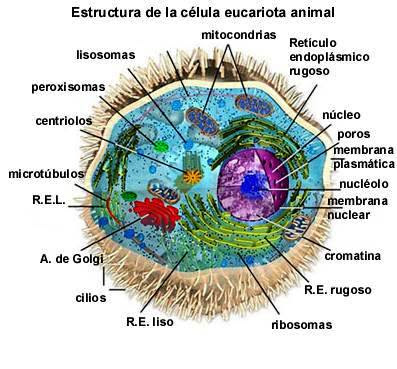 celula vegetal partes. Celula animal