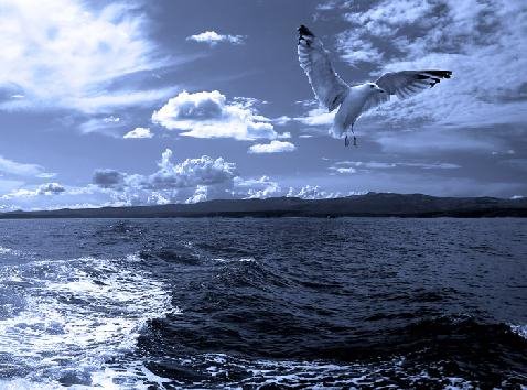 [gaivotavoando.bmp]