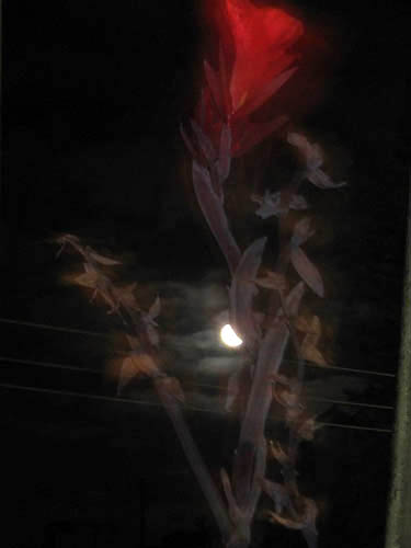 [Flor%20e%20Lua.jpg]