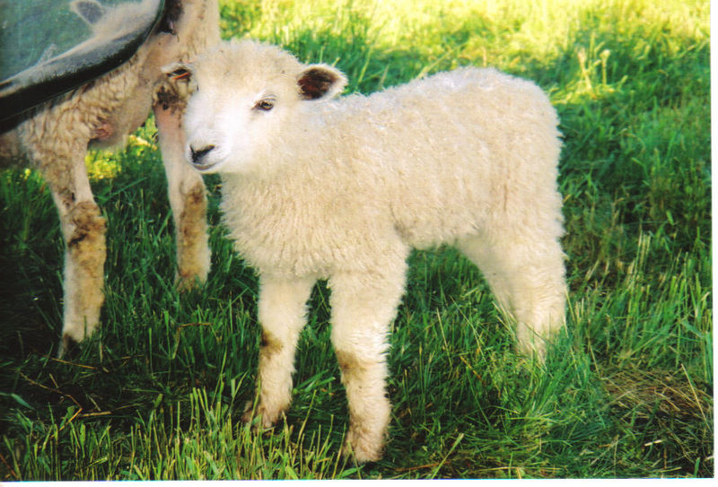Crazy Lamb